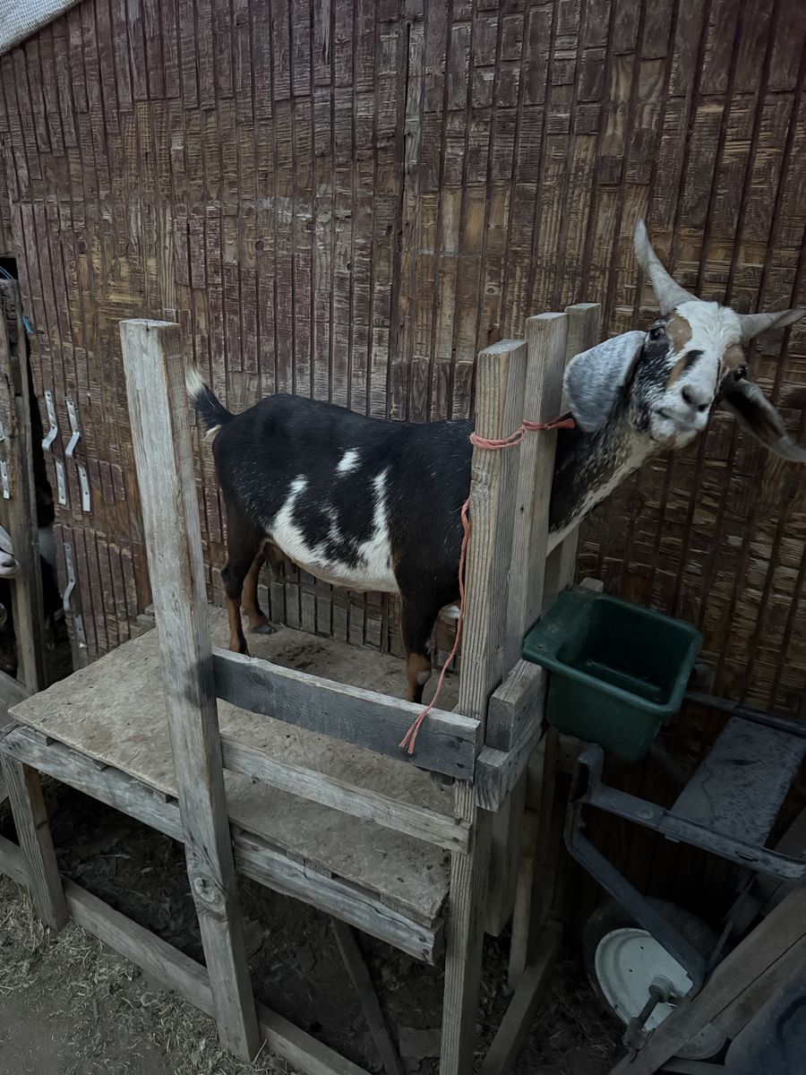 Goats For Sale - NUBIAN