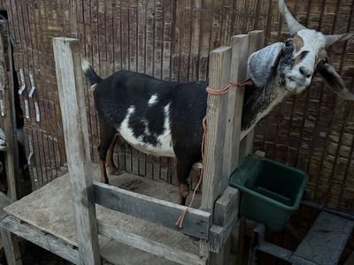 Goats For Sale - NUBIAN