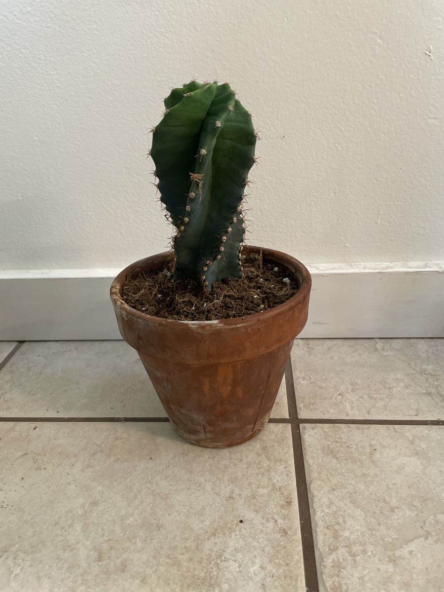 Spiral Cactus