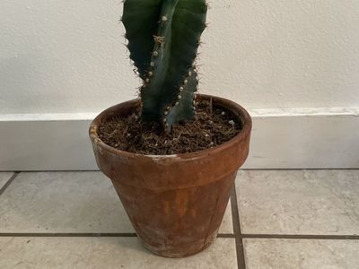 Spiral Cactus