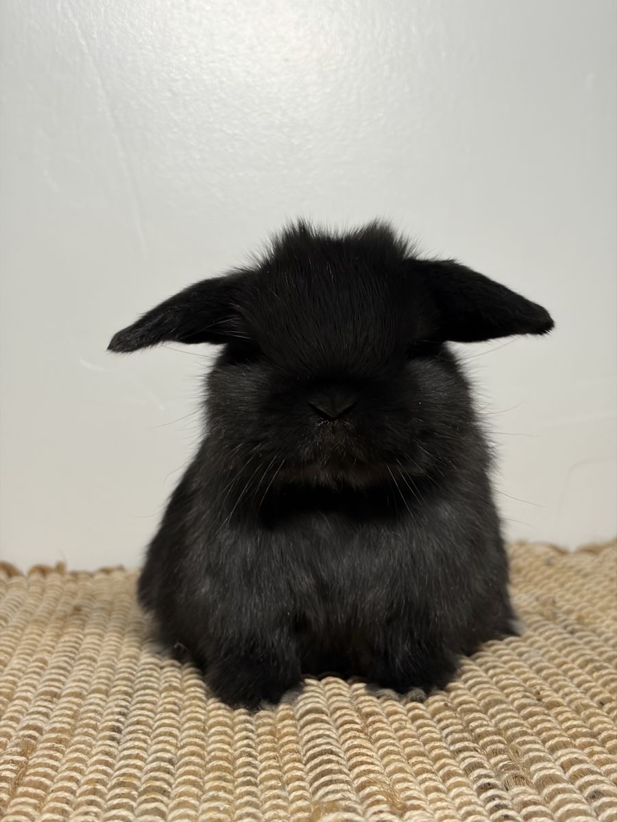 Holland Lop Bucks!