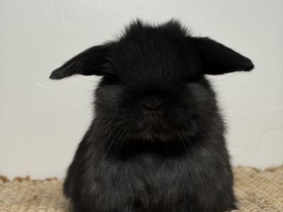 Holland Lop Bucks!