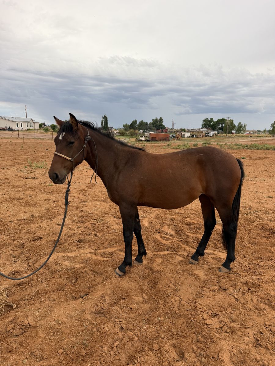 Yearling filly