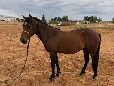 Yearling filly