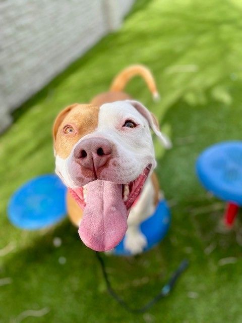 A151020 Jazzi is Available for Adoption!