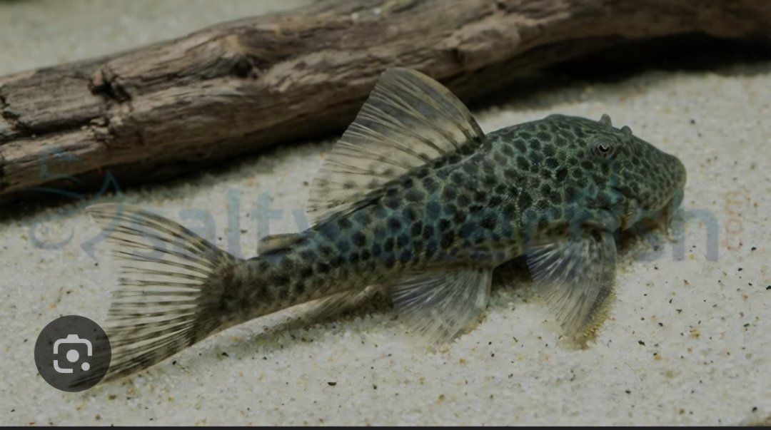 Bulldog Bloodfin Pleco