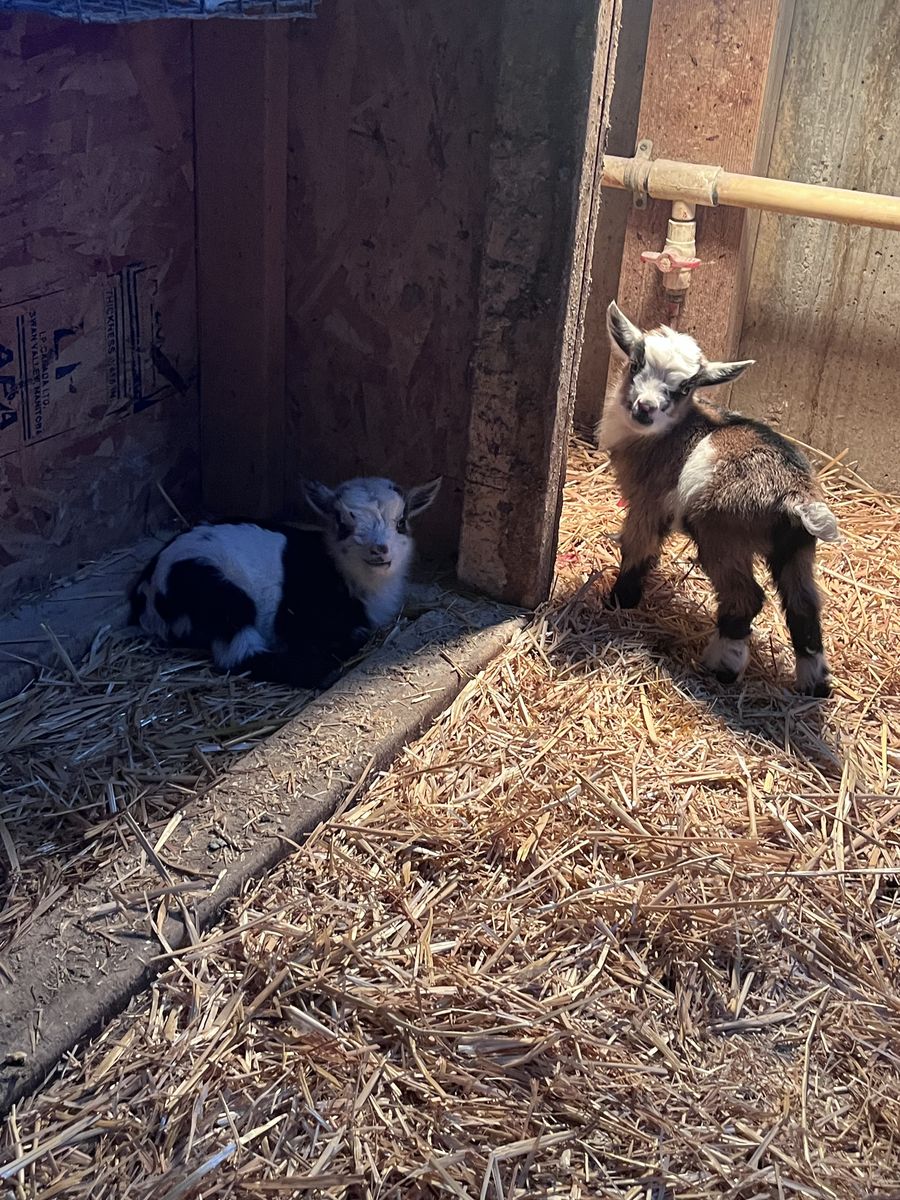 Brown Blue Eyed Nanny with Twins