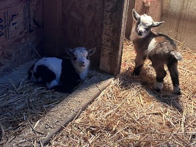 Brown Blue Eyed Nanny with Twins