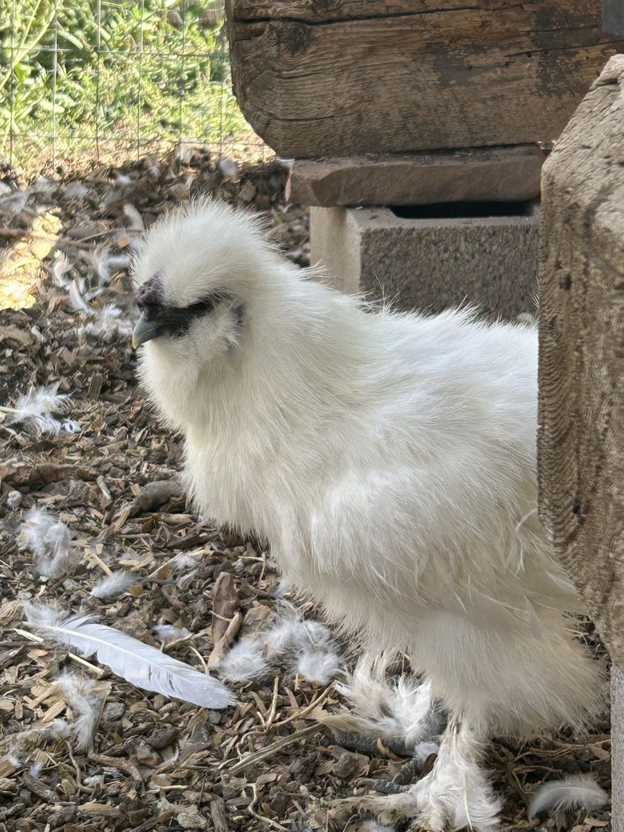 Free Silkie Bantam Rooster.