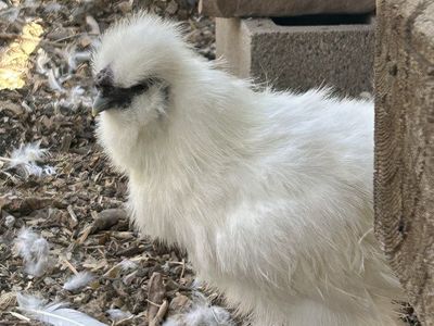 Free Silkie Bantam Rooster.