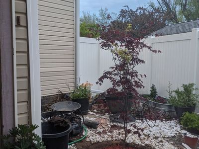 Zero scaping white rocks