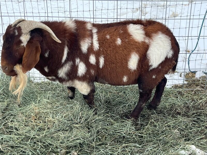 Boar Goat Herd for Sale - Buck, Nannies & Kid - Buy Individually or as a group