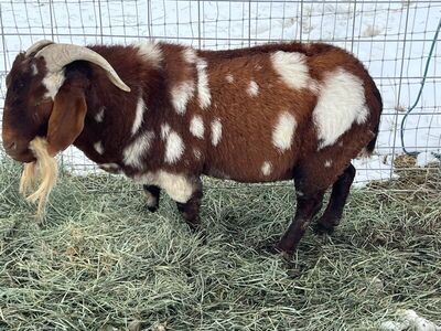 Boar Goat Herd for Sale - Buck, Nannies & Kid - Buy Individually or as a group