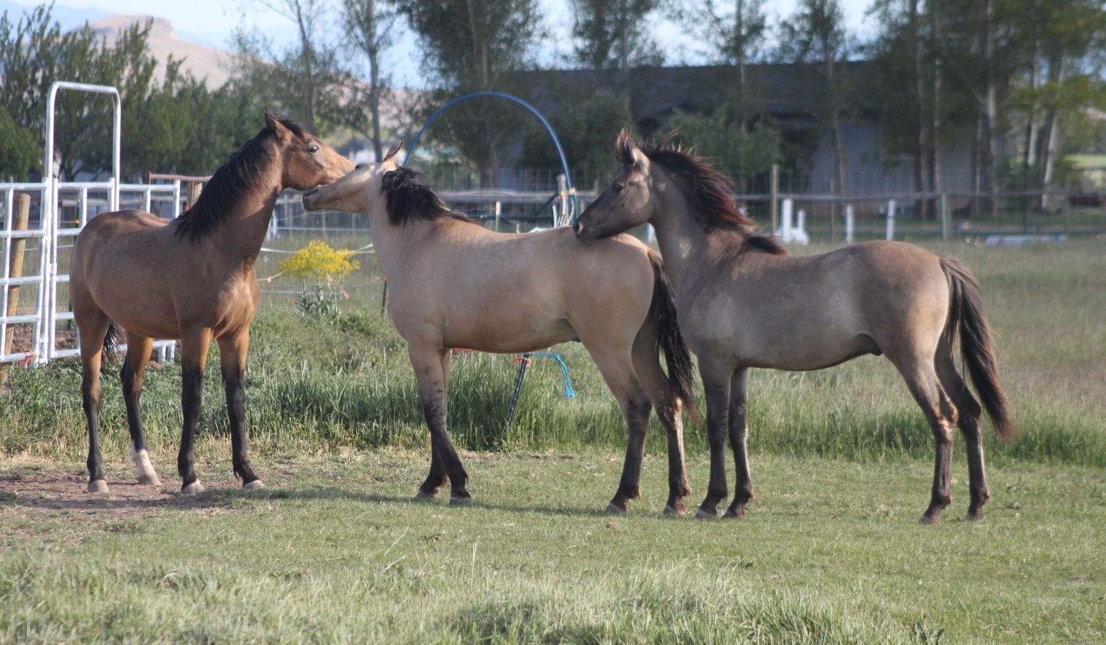 Three  2025 Colorful Morgan Colts