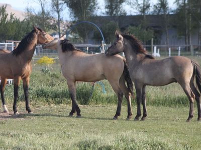 Three 2025 Colorful Morgan Colts