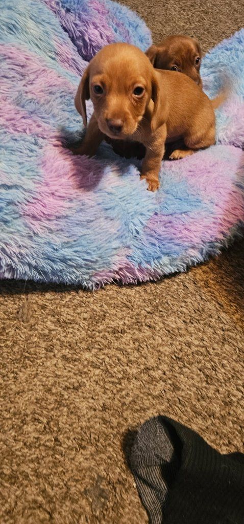 Dachshund pups