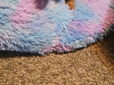 Dachshund pups