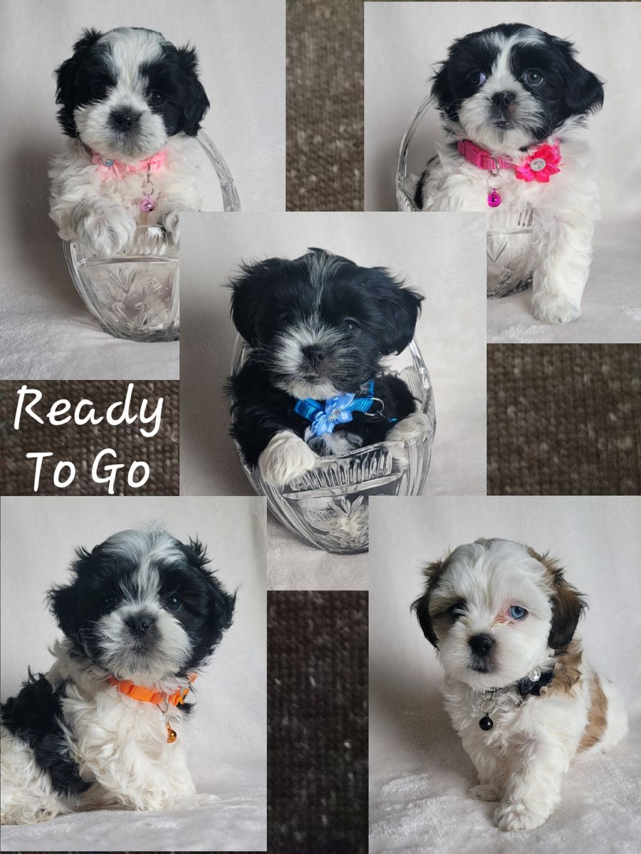 Shih Tzu Pups- Ready To Go