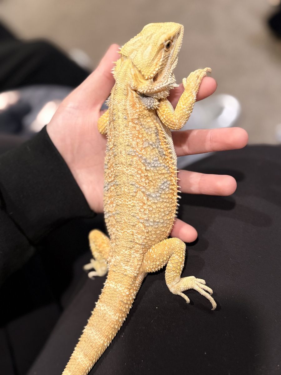 Bearded dragon for sale full set up