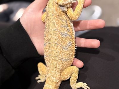 Bearded dragon for sale full set up