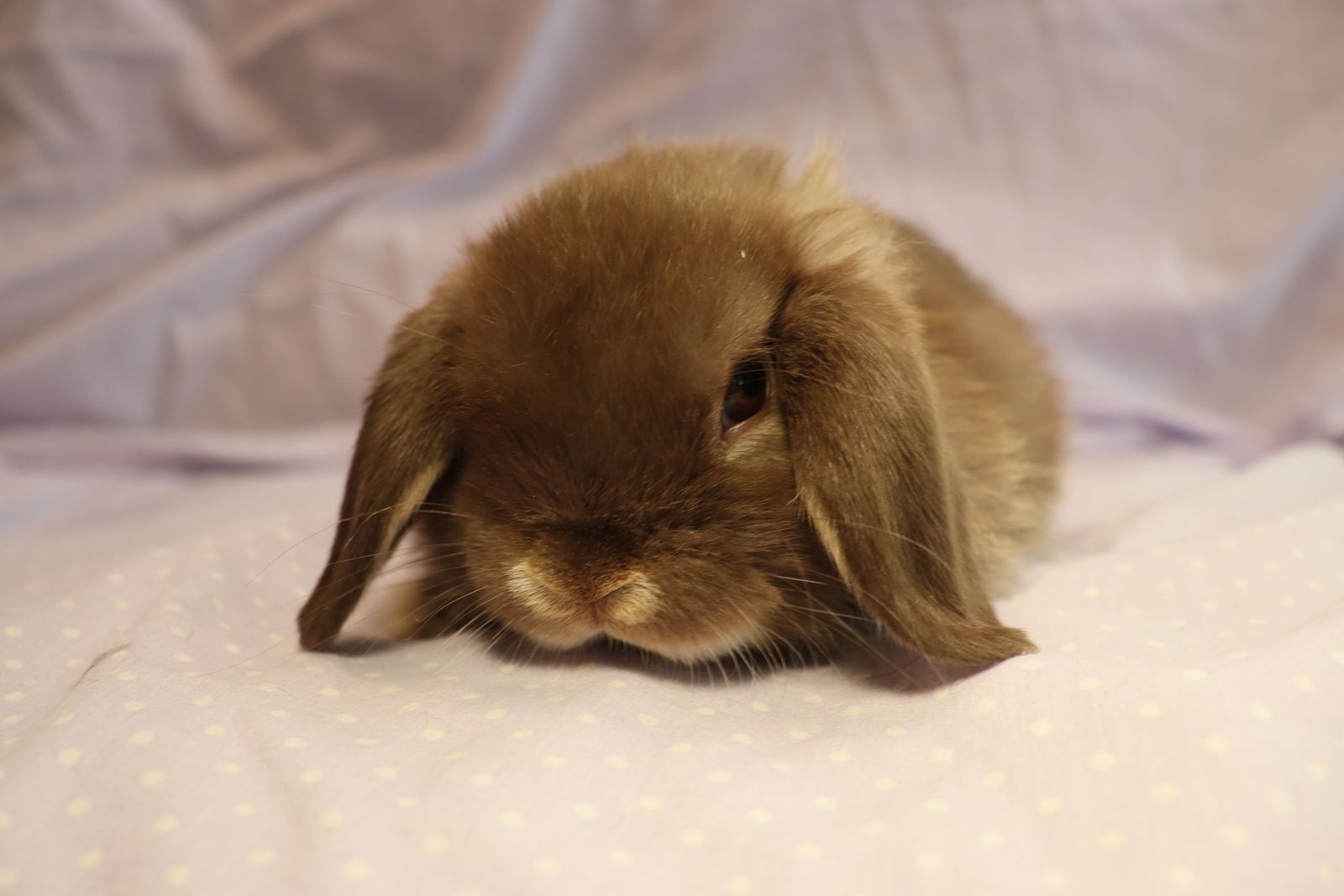 Five Holland Lop Bunnies 8 weeks old for sale