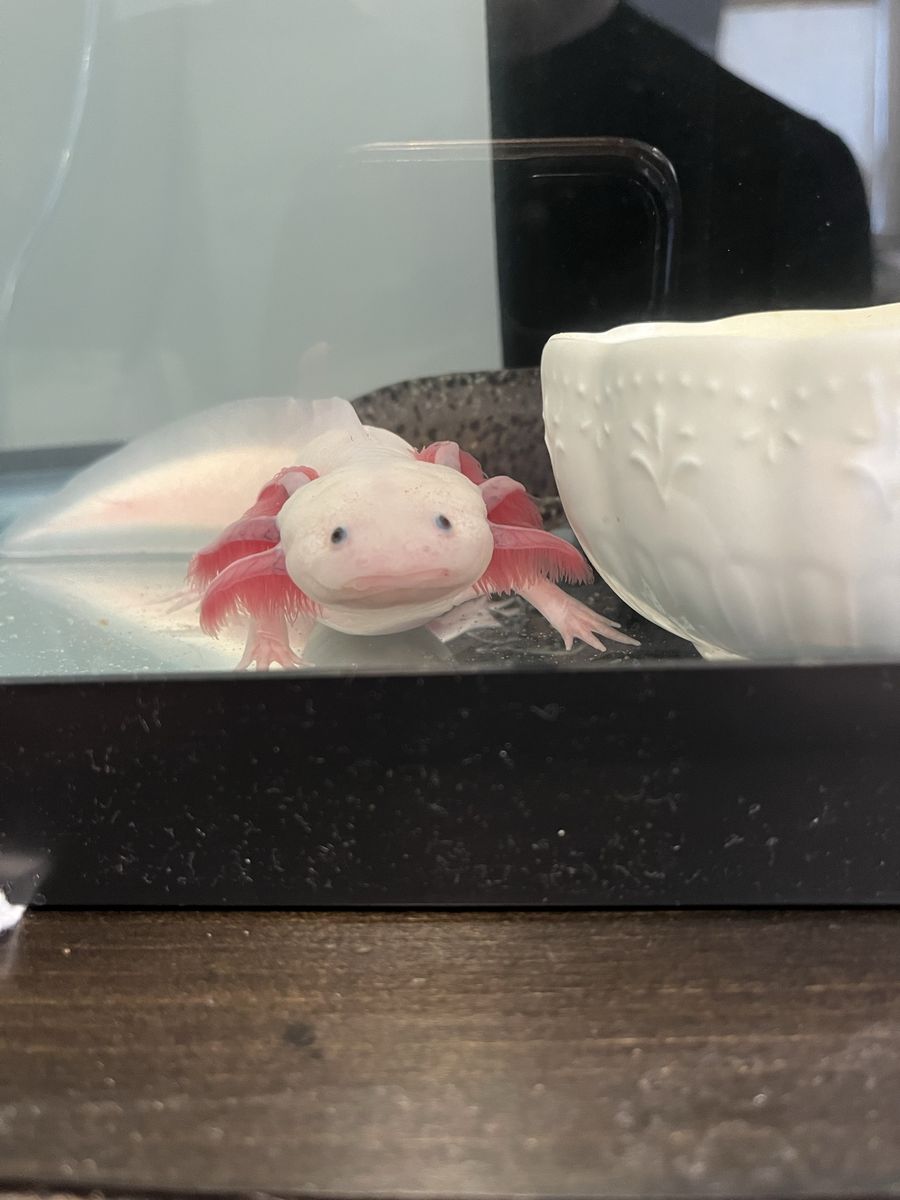 2 Axolotls and a full tank setup