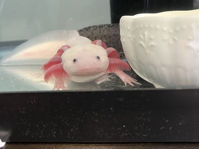 2 Axolotls and a full tank setup