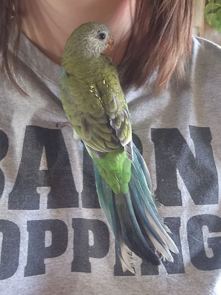 Hand fed Female Redrump
