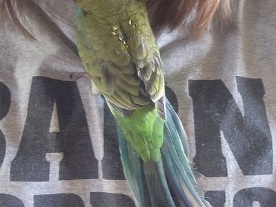 Hand fed Female Redrump