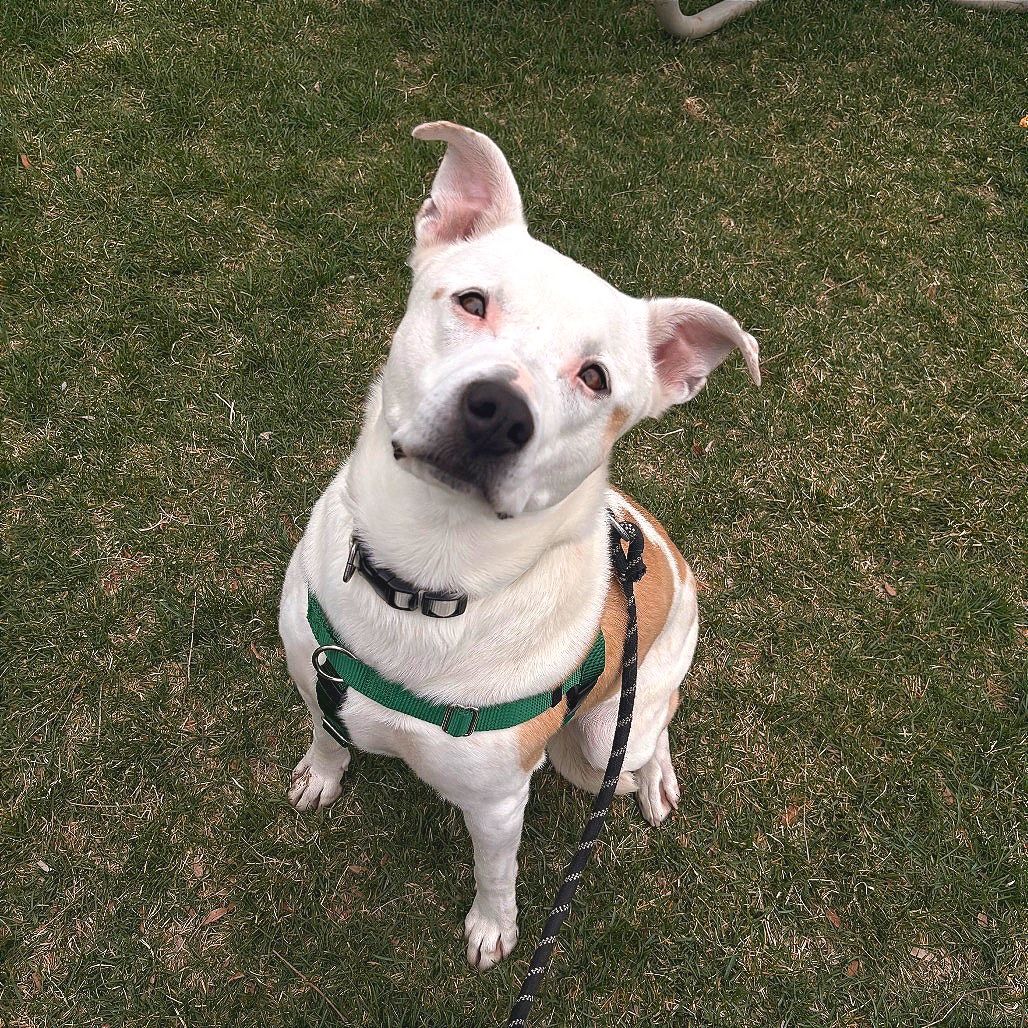 Hello my name is Dolly