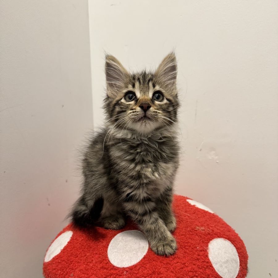 Maine Coon Mixed Kittens - Socialized & Vaccinated 