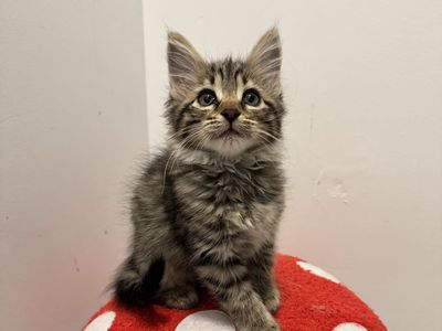 Maine Coon Mixed Kittens - Socialized & Vaccinated