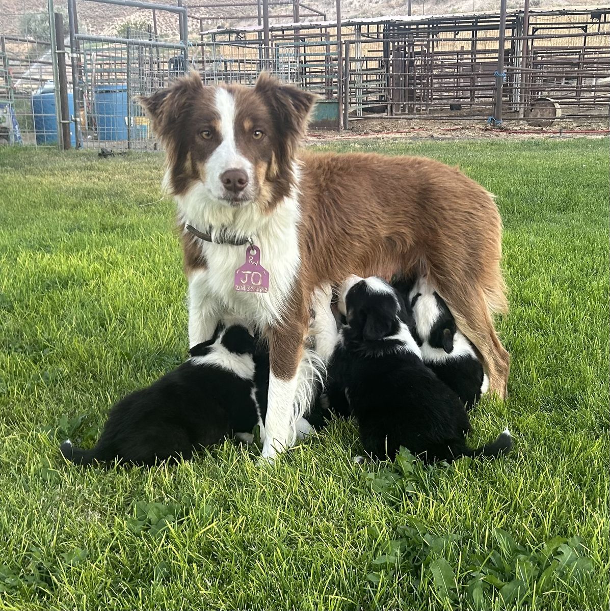 Border Collie Pups