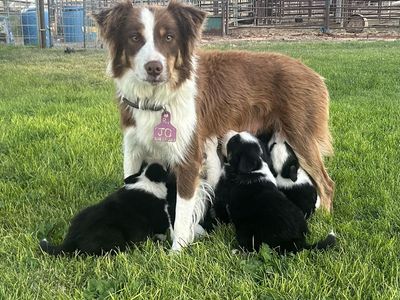Border Collie Pups