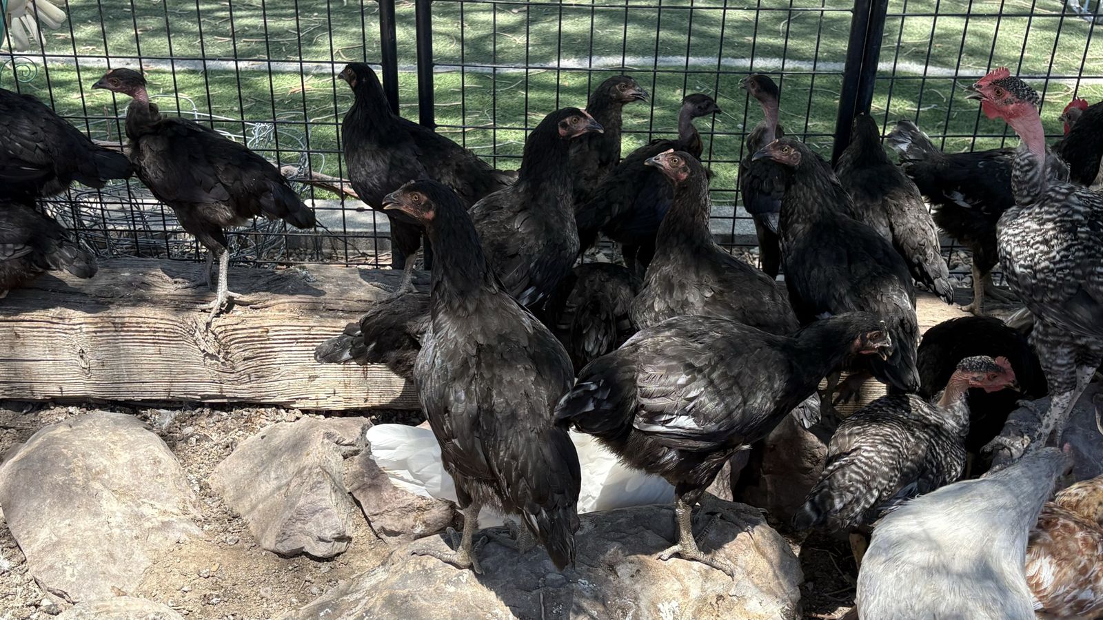 Aquila pullets
