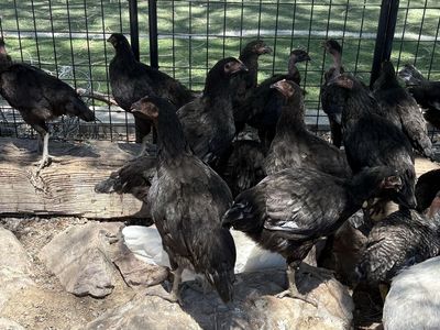 Aquila pullets