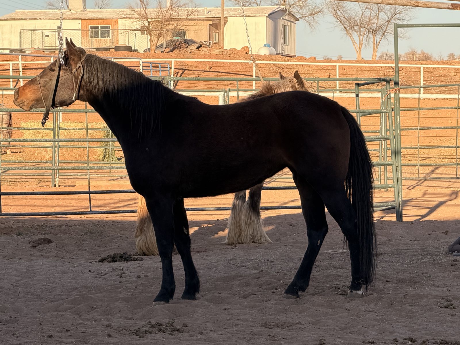 2 year old quarter draft filly