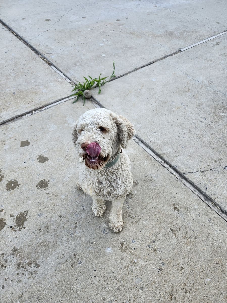 Lagotto romagnolo 