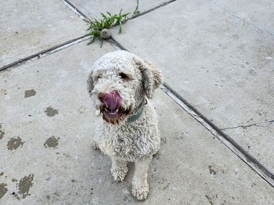 Lagotto romagnolo
