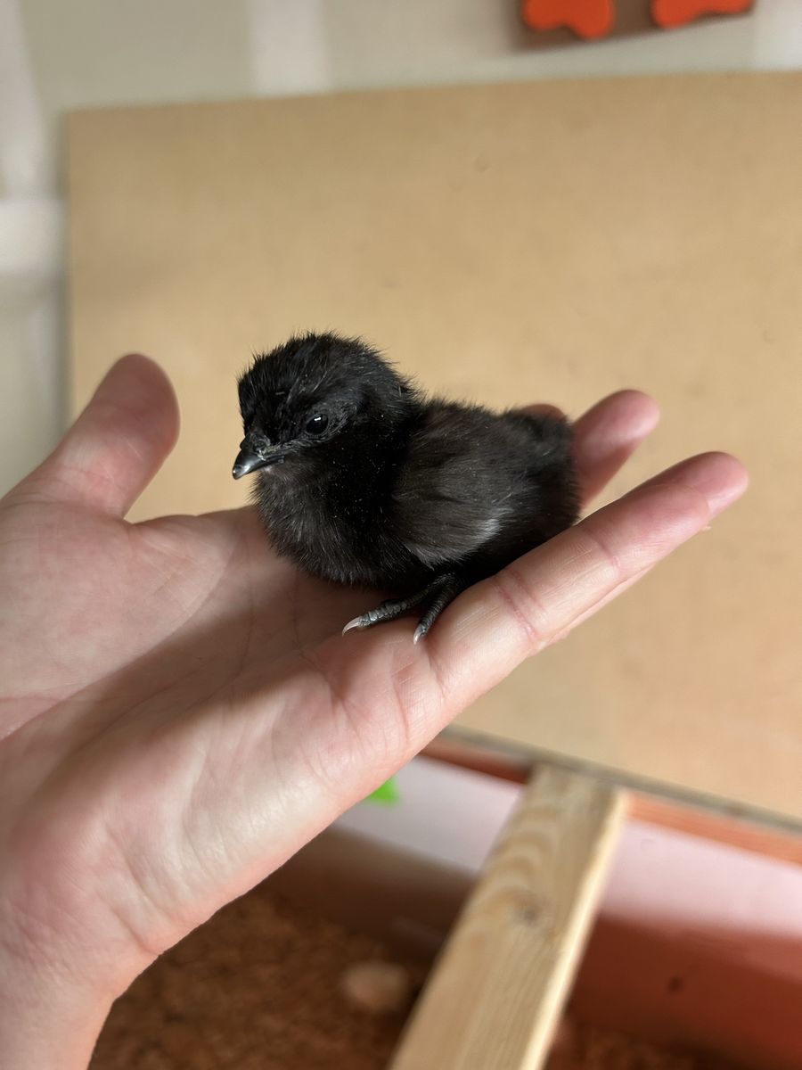 Day Old Ayam Cemani Chicks