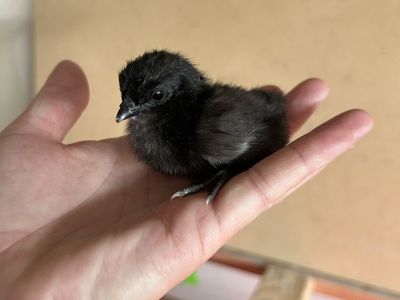 Day Old Ayam Cemani Chicks