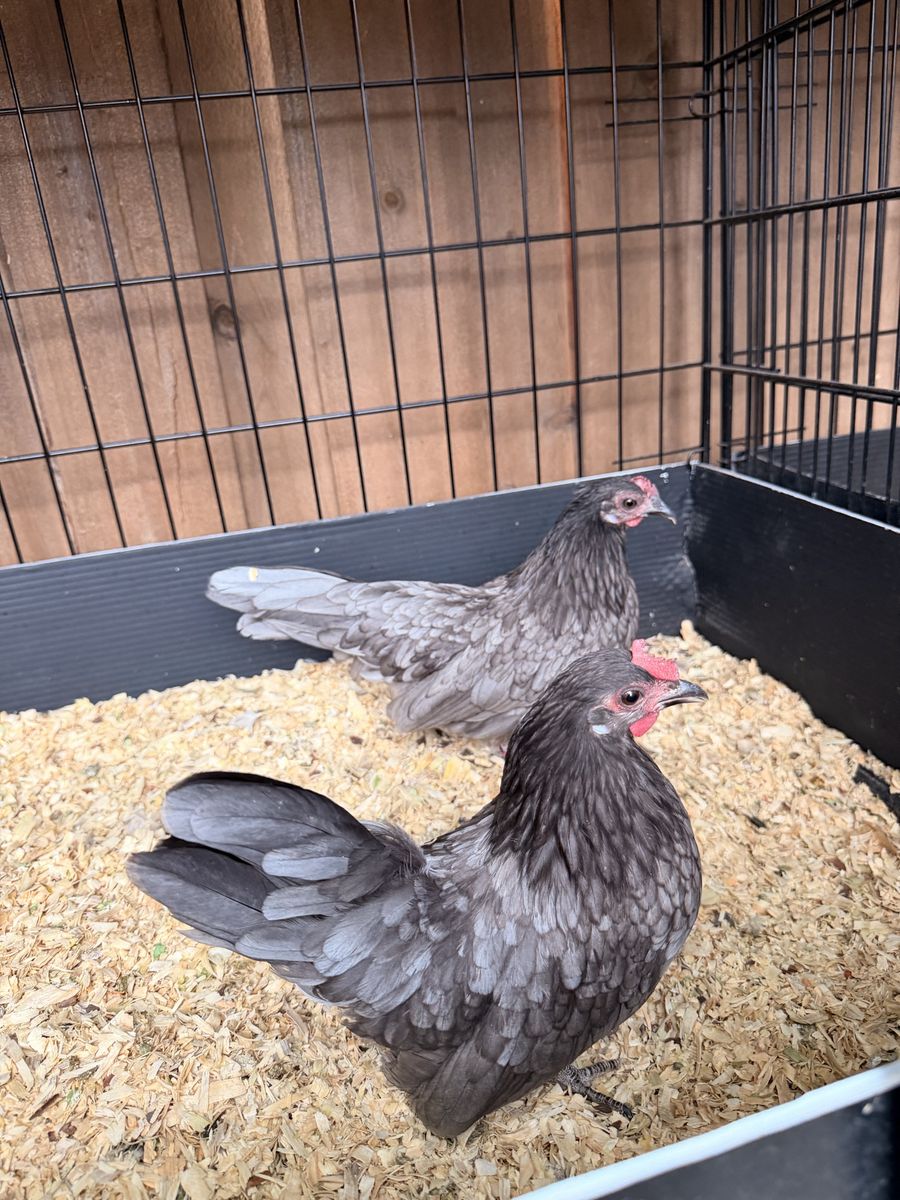 Azteca Kikirikis Bantam Chickens - Multiple Colors Available