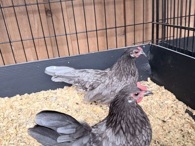 Azteca Kikirikis Bantam Chickens - Multiple Colors Available