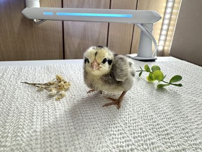 Vietnamese Hmong Chicks
