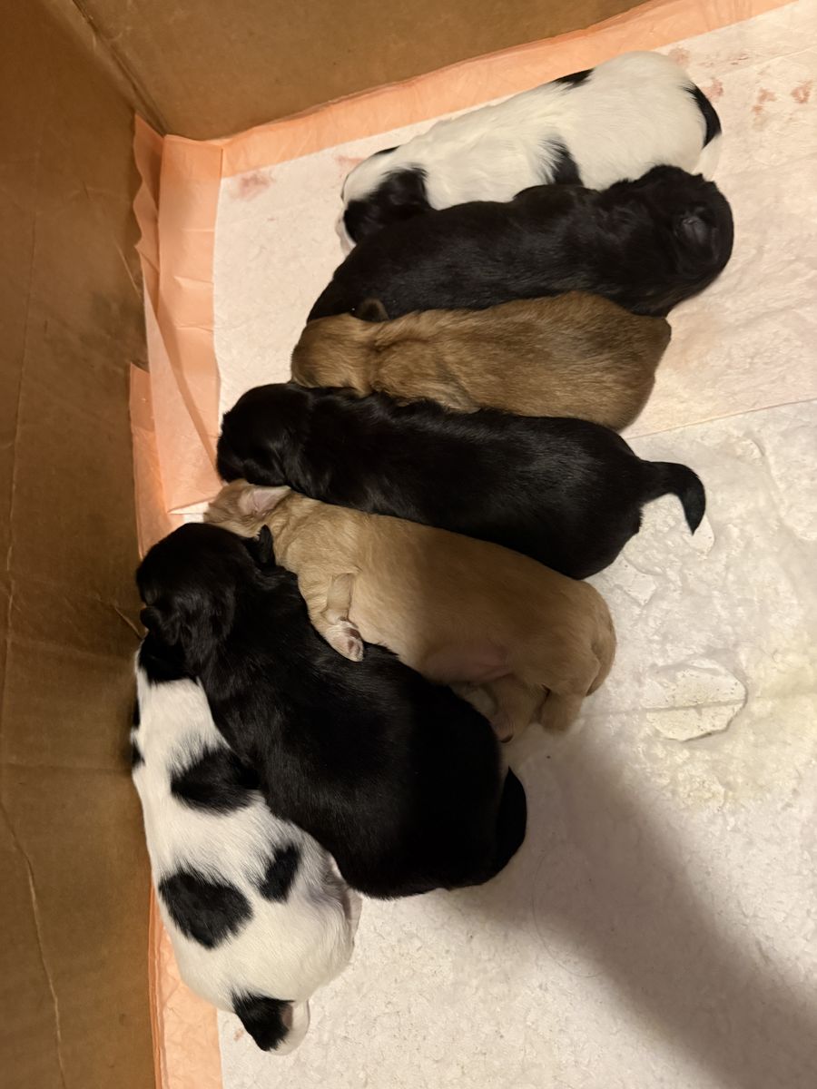 Malshi (Maltese & Shih tzu) Puppies