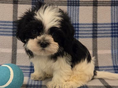 SO CUTE! Tiny Shorkie Puppies!