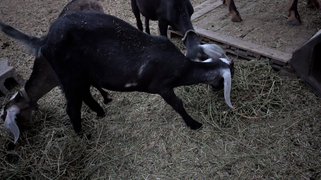goat for meat