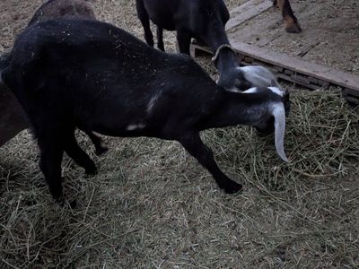 goat for meat