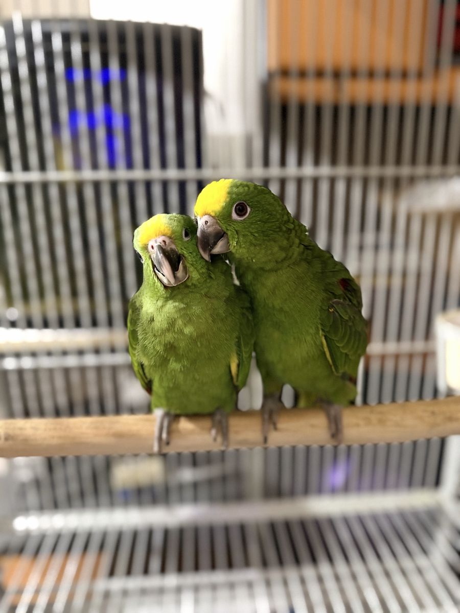 Rare Panama Amazon Parrot Babies