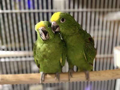 Rare Panama Amazon Parrot Babies